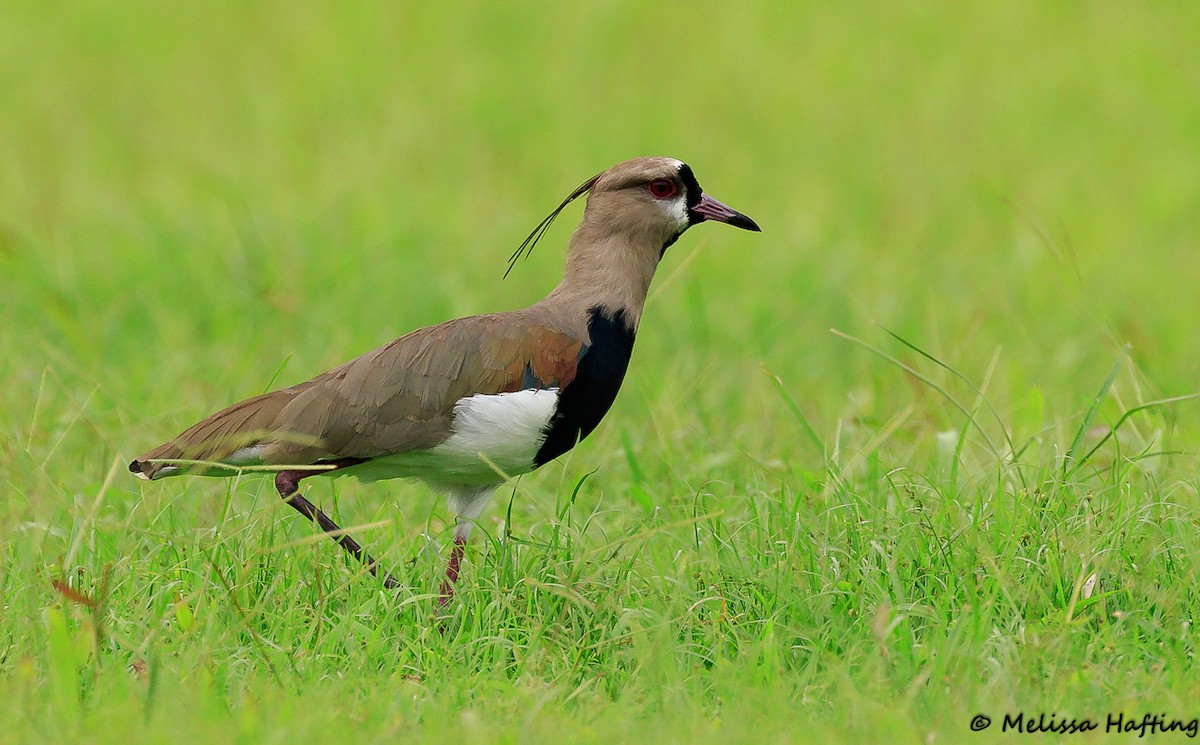 Southern Lapwing - Melissa Hafting