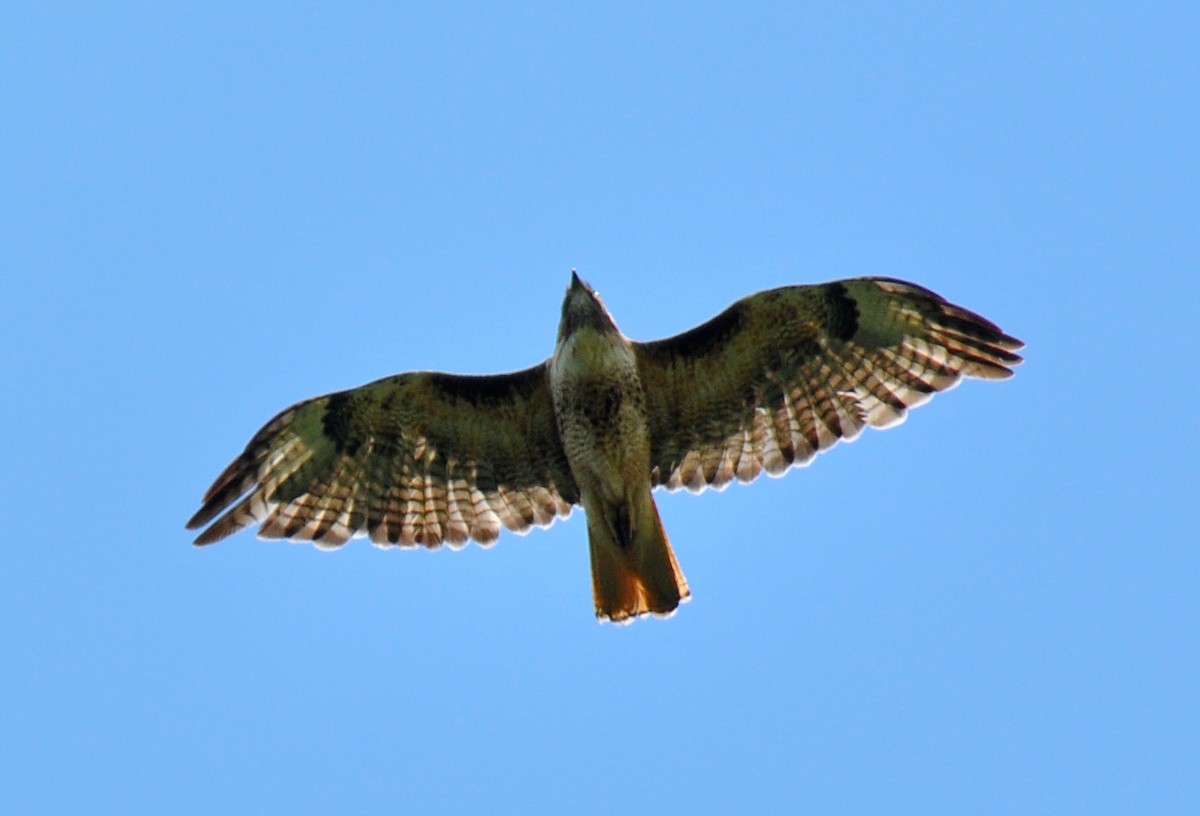 Red-tailed Hawk (calurus/alascensis) - ML138621871
