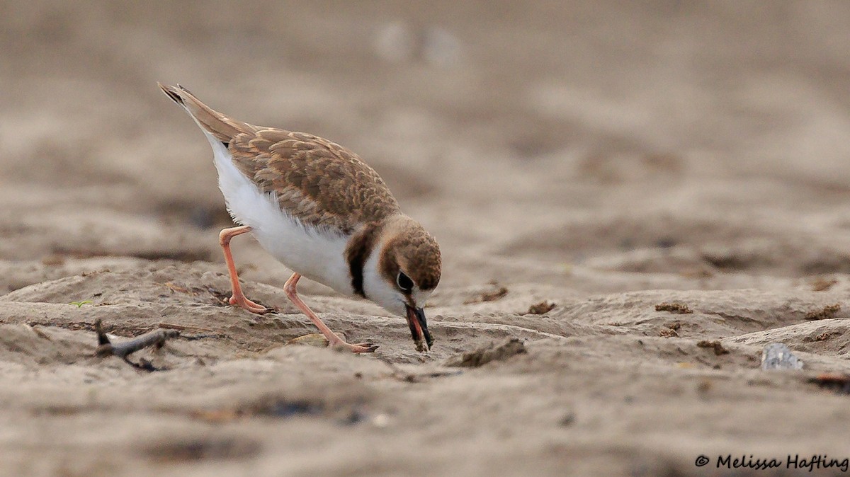 Collared Plover - Melissa Hafting