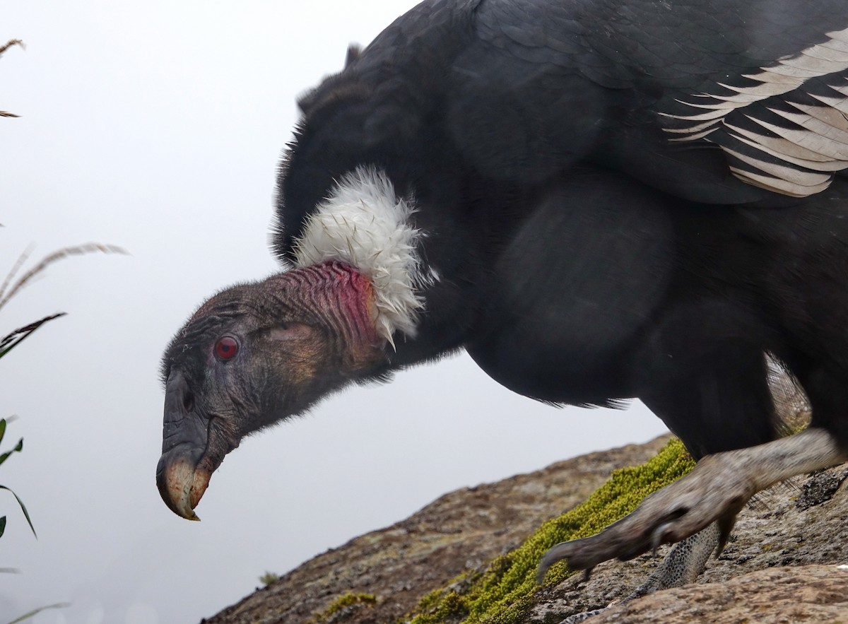 Andean Condor - Doug Swartz