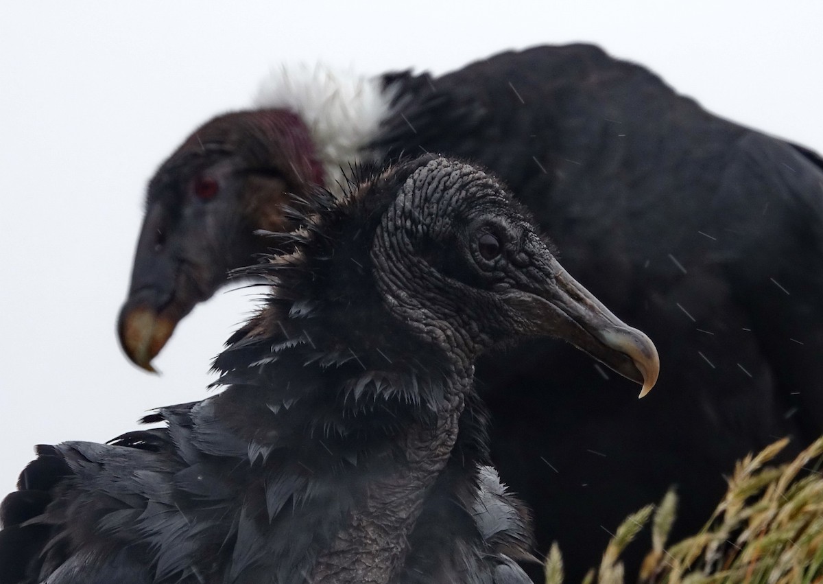 Black Vulture - Doug Swartz