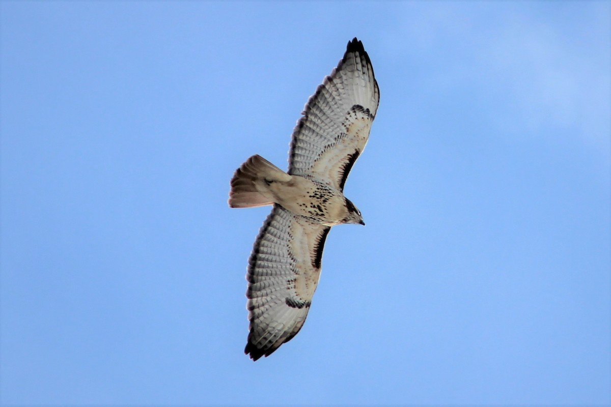 Red-tailed Hawk - ML138626541