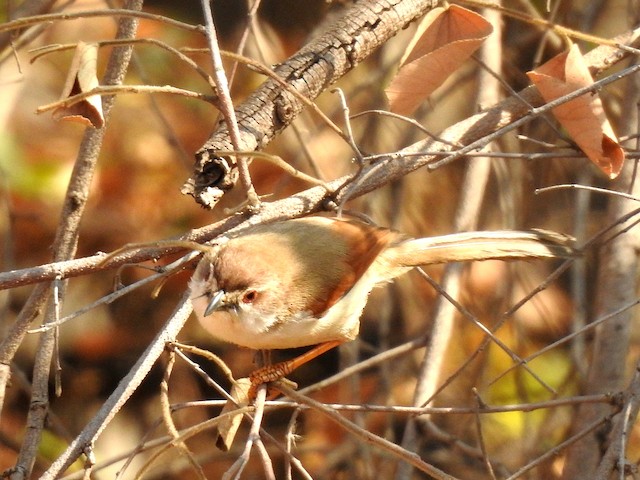 Yellow-eyed Babbler