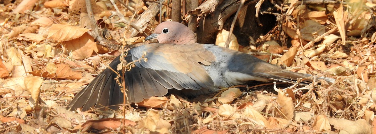 Laughing Dove - ML138627741
