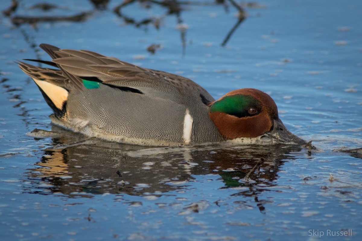 Green-winged Teal - ML138629101