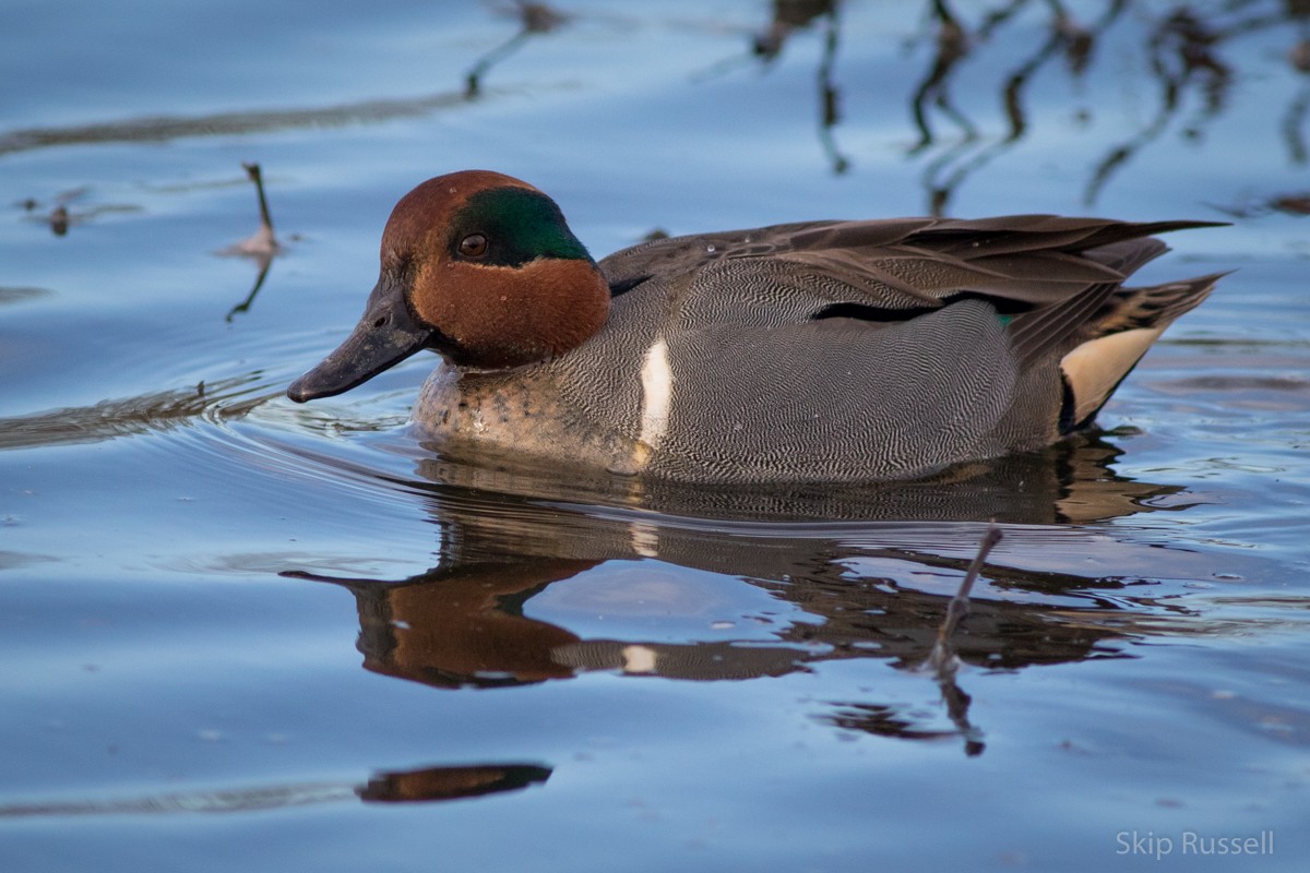 Green-winged Teal - ML138629111