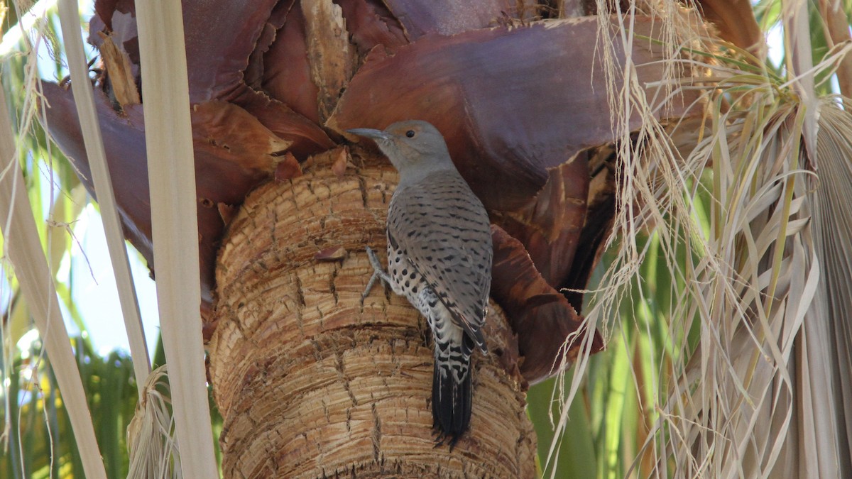 Northern Flicker (Red-shafted) - Sean Fitzgerald