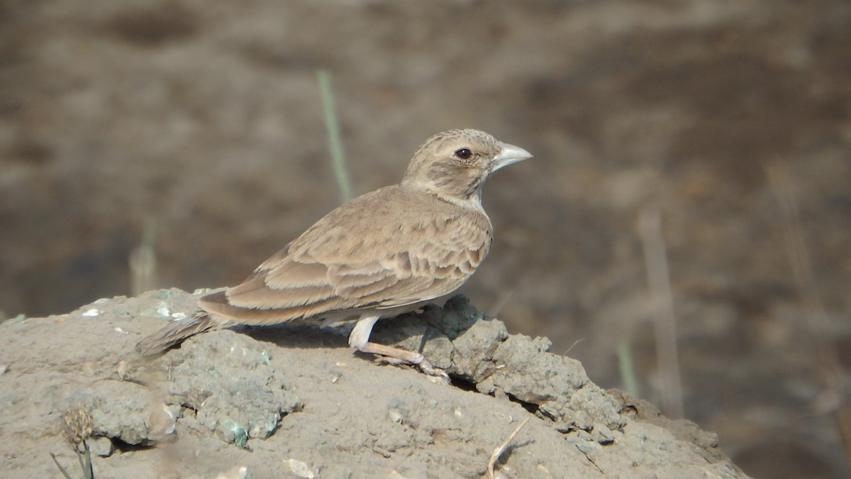 Ashy-crowned Sparrow-Lark - Sumedh Jog