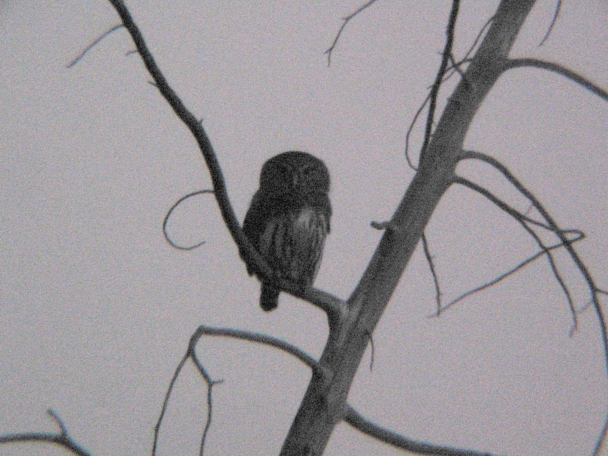 Northern Pygmy-Owl - Steve Rottenborn
