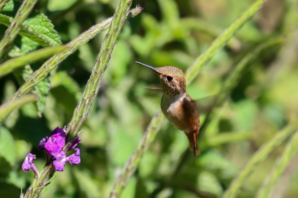 Scintillant Hummingbird - ML138638081