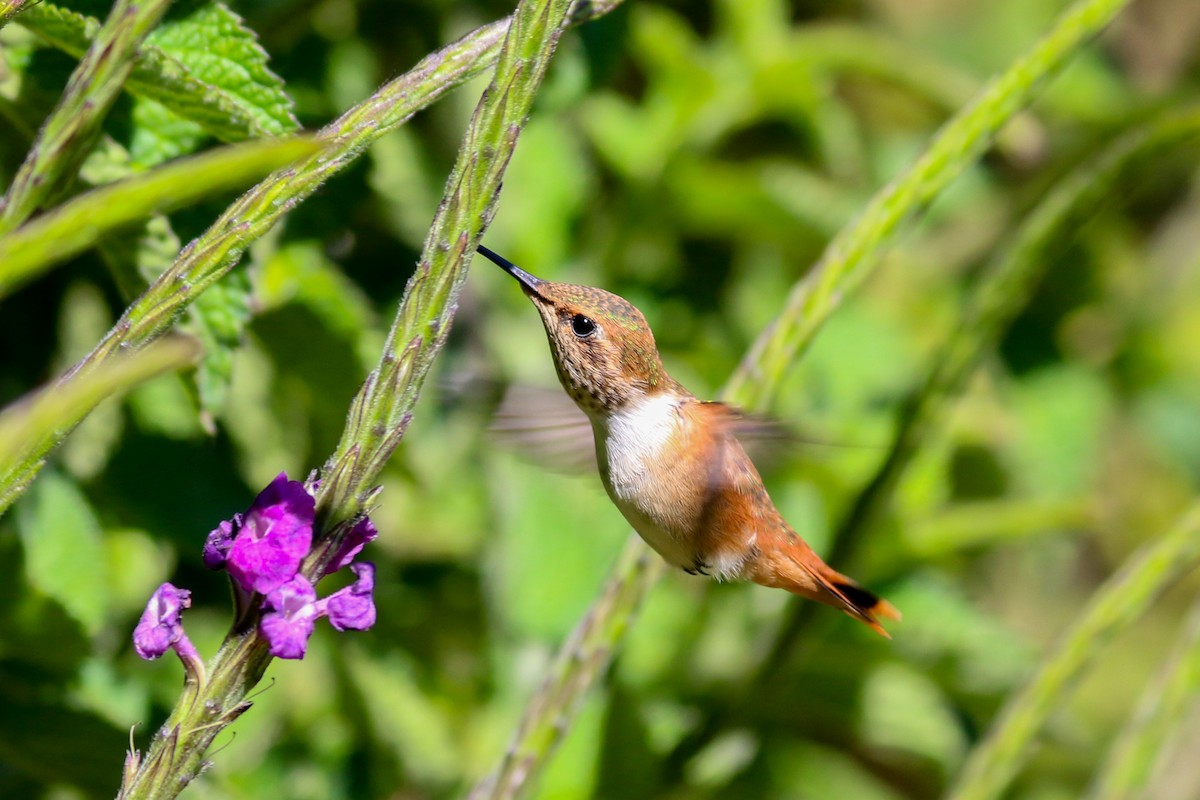 Scintillant Hummingbird - ML138638101