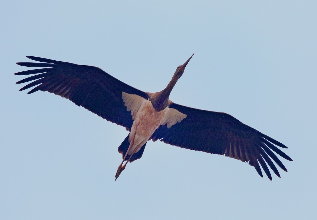 Black Stork - Roshan  Kamath