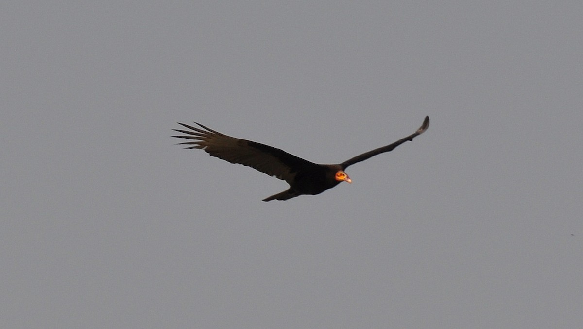 Lesser Yellow-headed Vulture - ML138640031