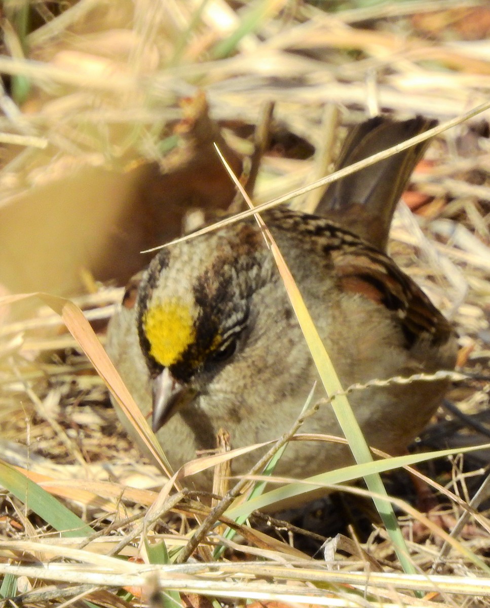 Golden-crowned Sparrow - dave haupt