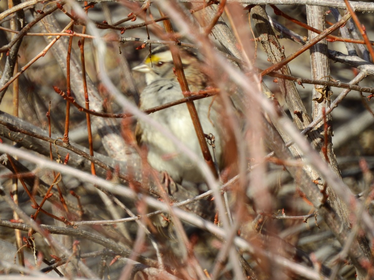 White-throated Sparrow - ML138640411