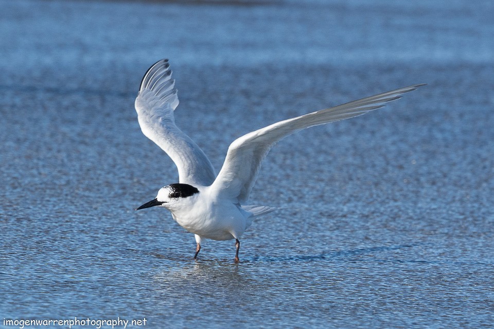 White-fronted Tern - ML138642251