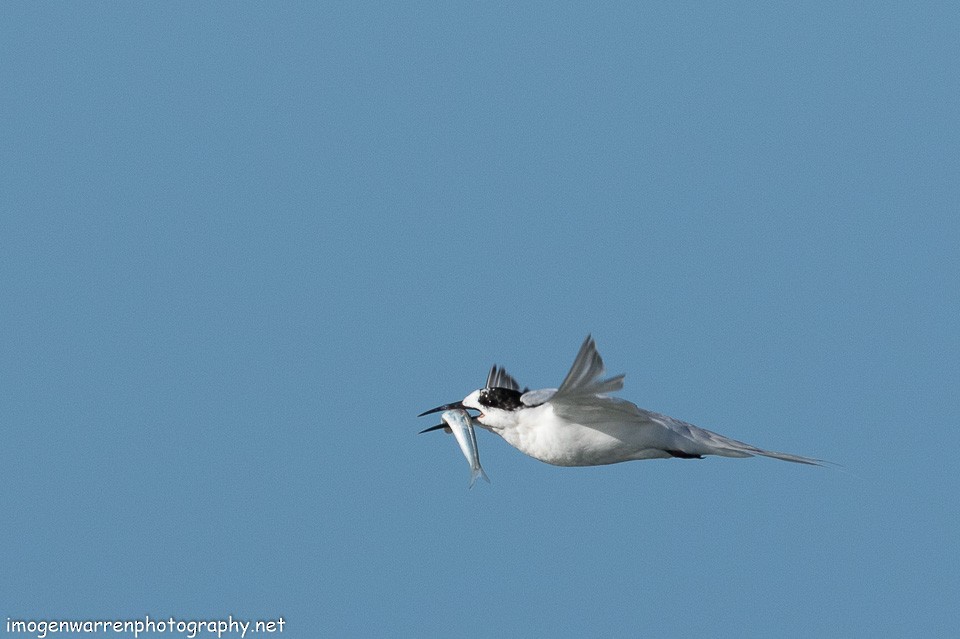 White-fronted Tern - ML138642271