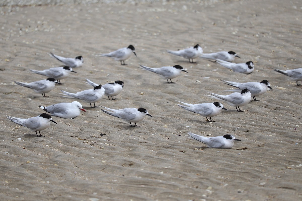 White-fronted Tern - ML138642361