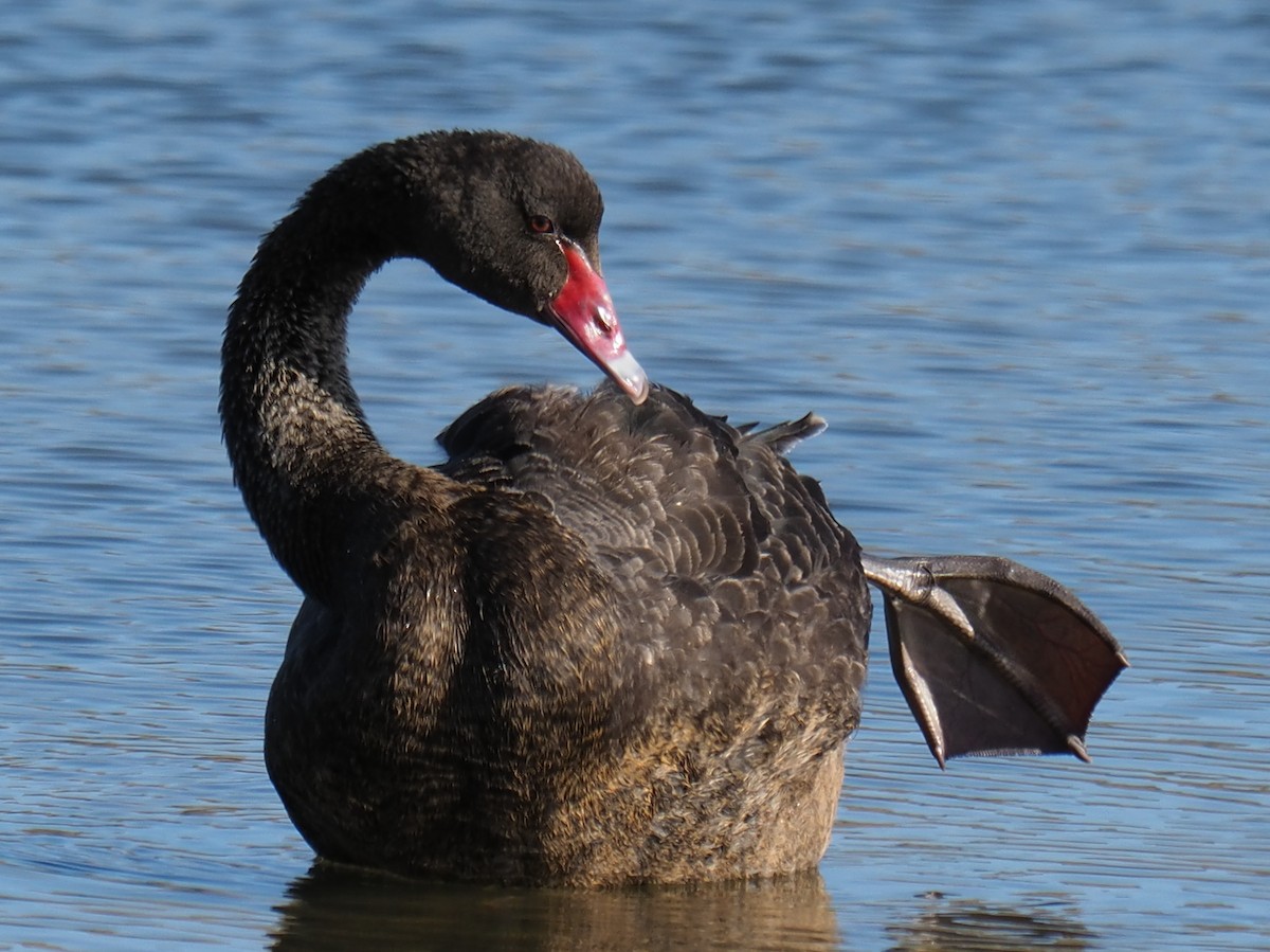 Black Swan - Sue North