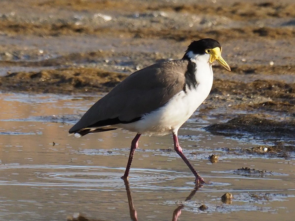 Masked Lapwing - Sue North