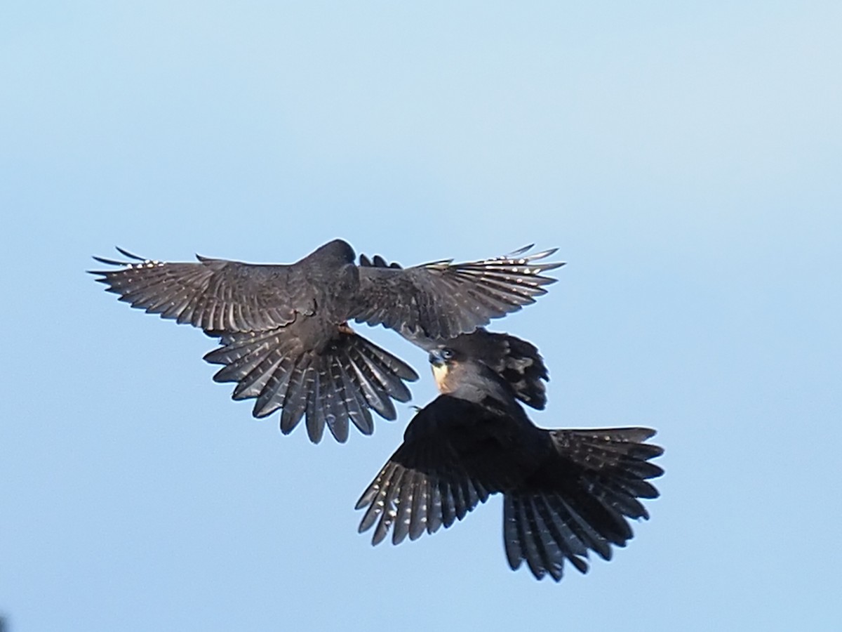 New Zealand Falcon - Sue North