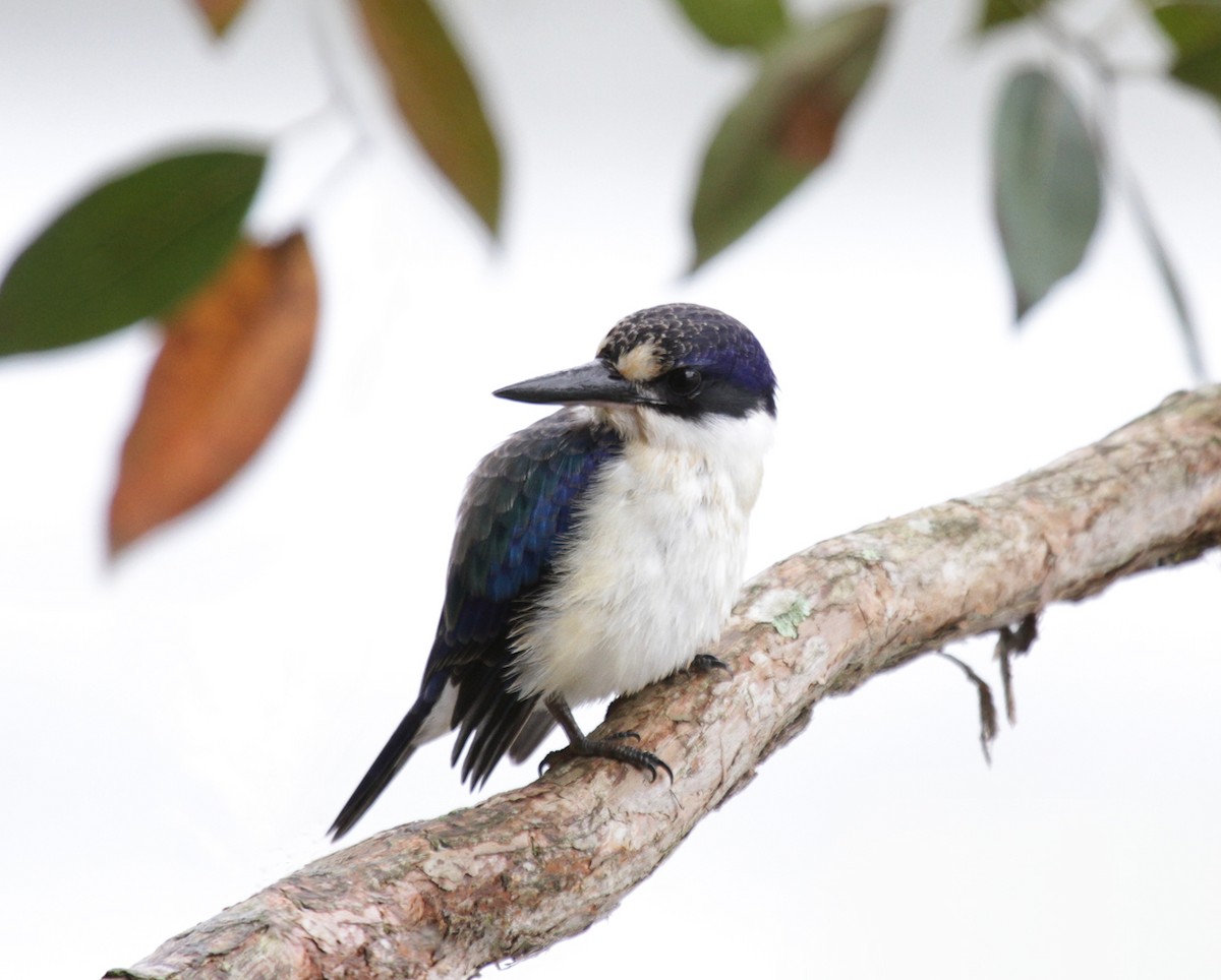 Forest Kingfisher - ML138645401