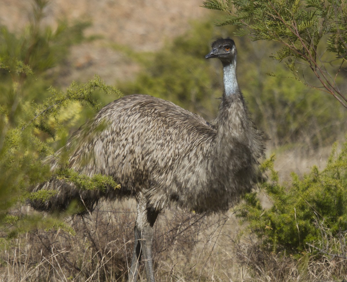 Emu - Greg McLachlan