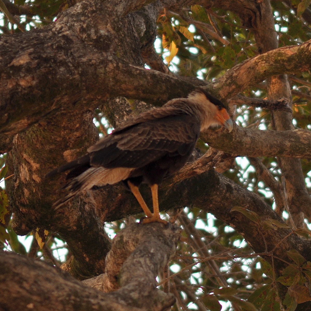 Crested Caracara (Southern) - ML138646171