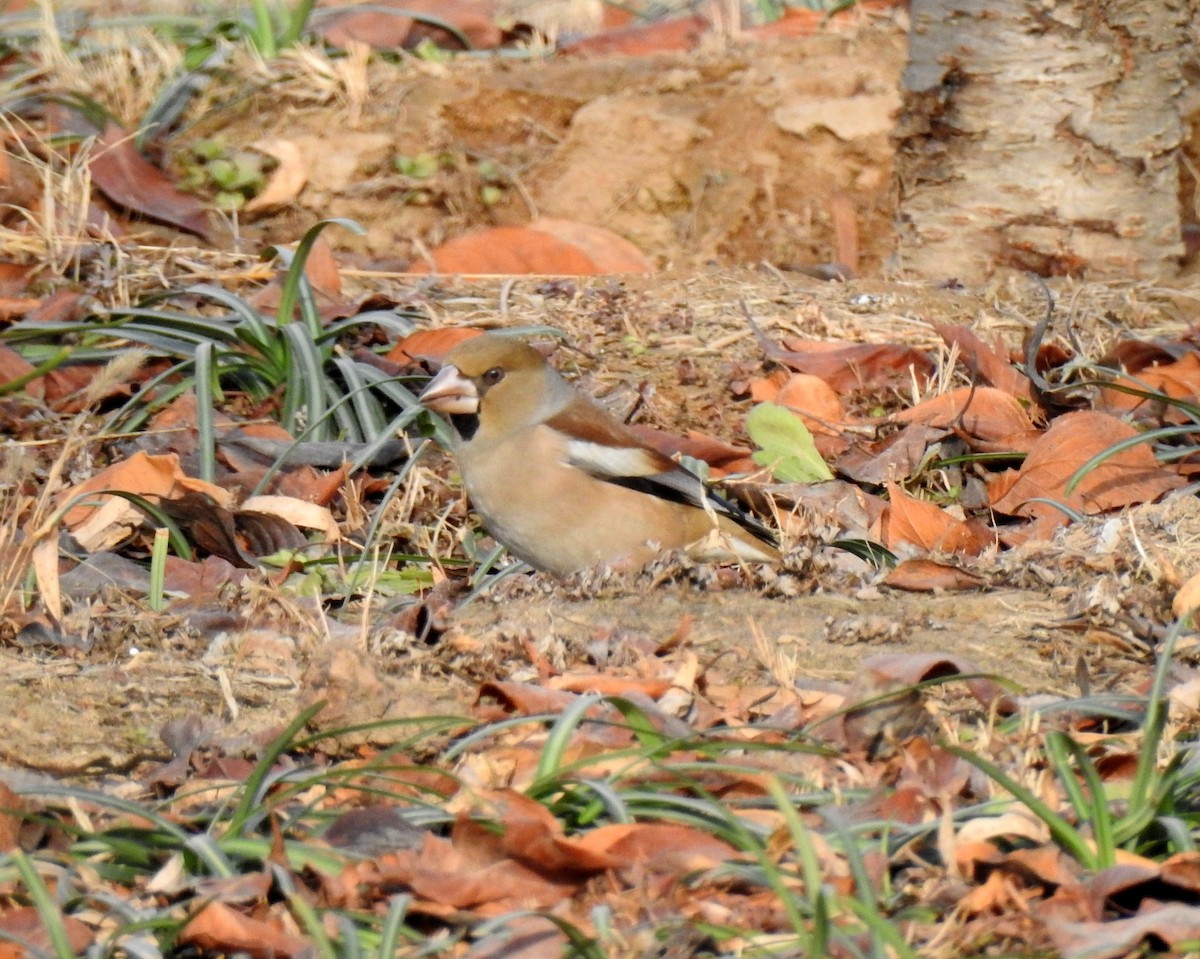 Hawfinch - Scott Young