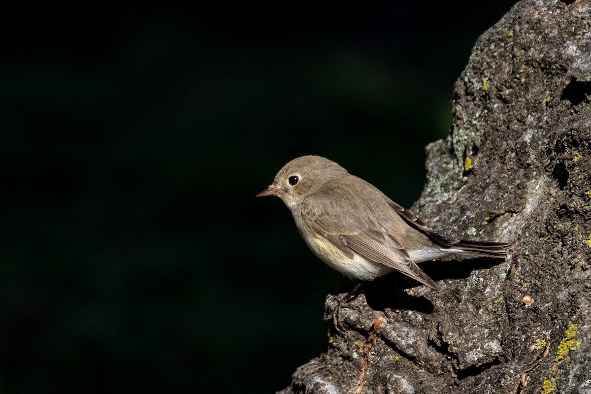 Red-breasted Flycatcher - ML138650111