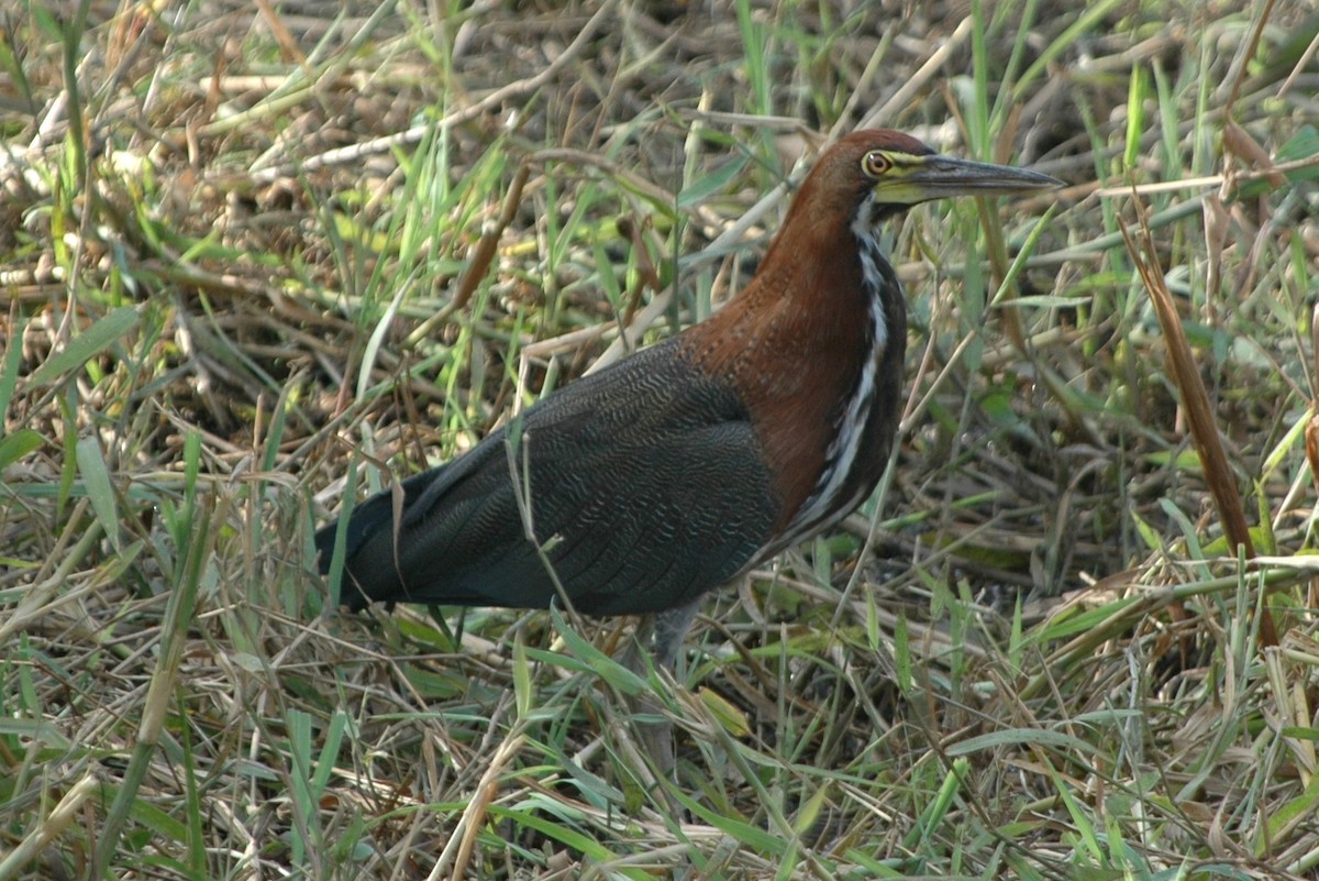 Rufescent Tiger-Heron - Cathy Pasterczyk