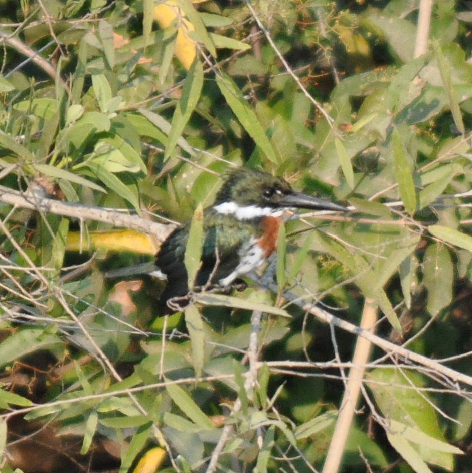 Amazon Kingfisher - Diana Flora Padron Novoa