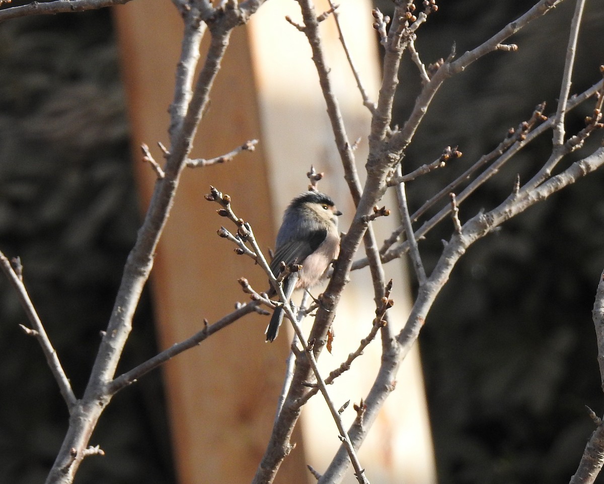 Silver-throated Tit - ML138651131
