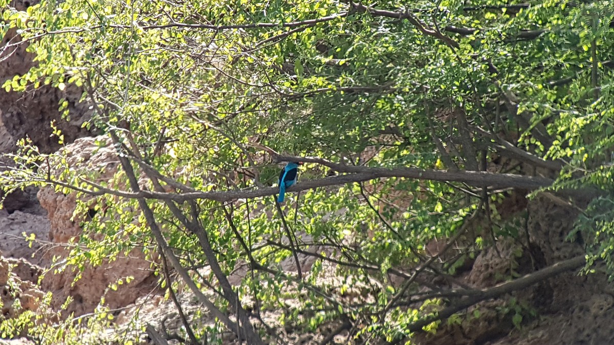 Blue-breasted Kingfisher - ML138651241