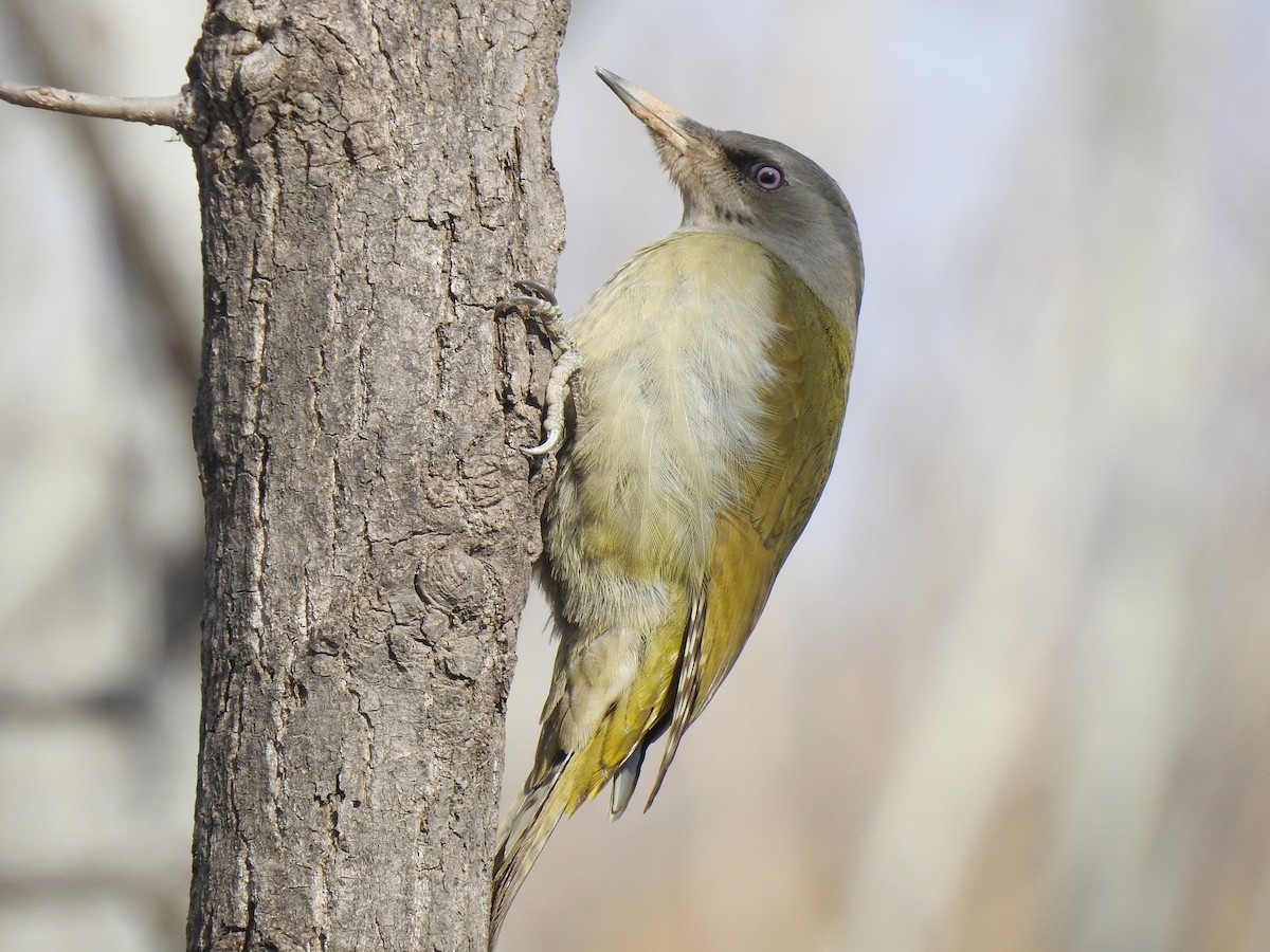 Gray-headed Woodpecker - ML138651411