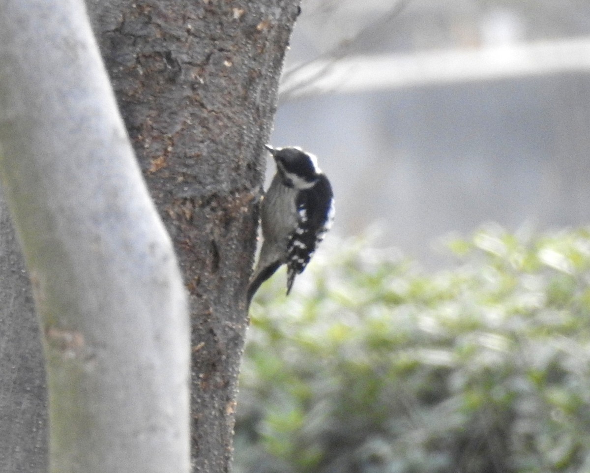 Gray-capped Pygmy Woodpecker - ML138651431
