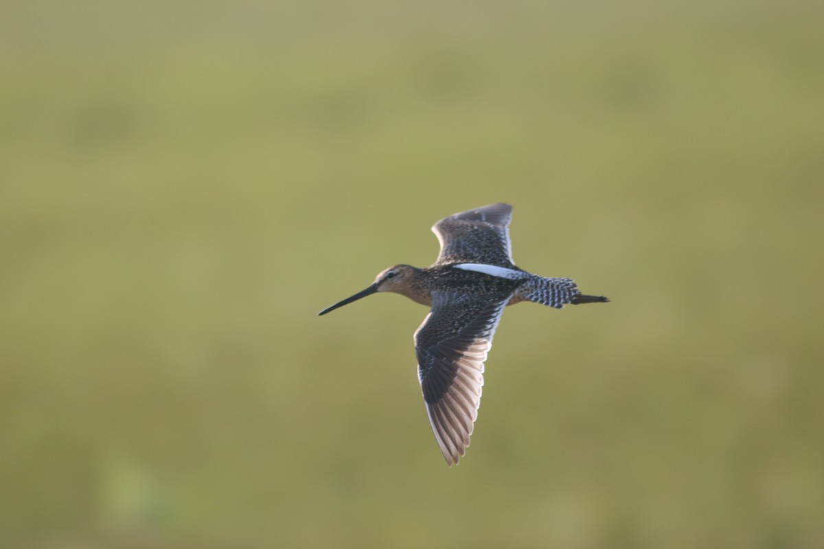 Long-billed Dowitcher - ML138652221