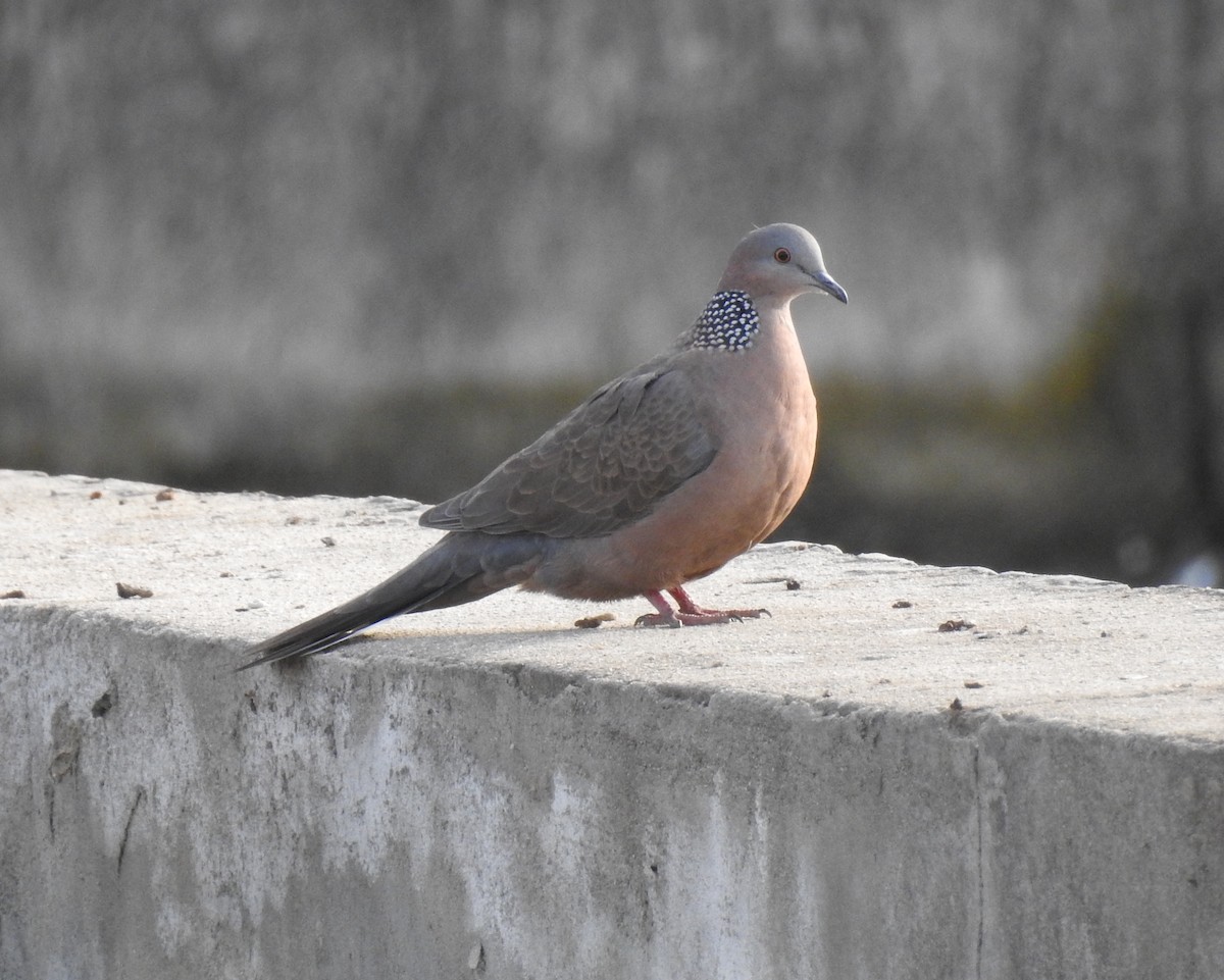 Spotted Dove - Scott Young