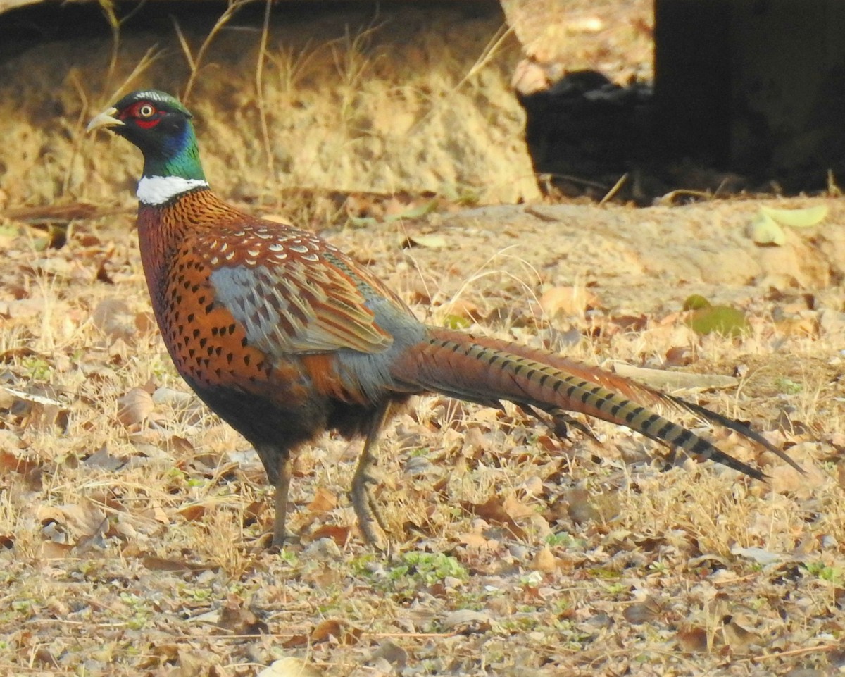 Ring-necked Pheasant - ML138652771