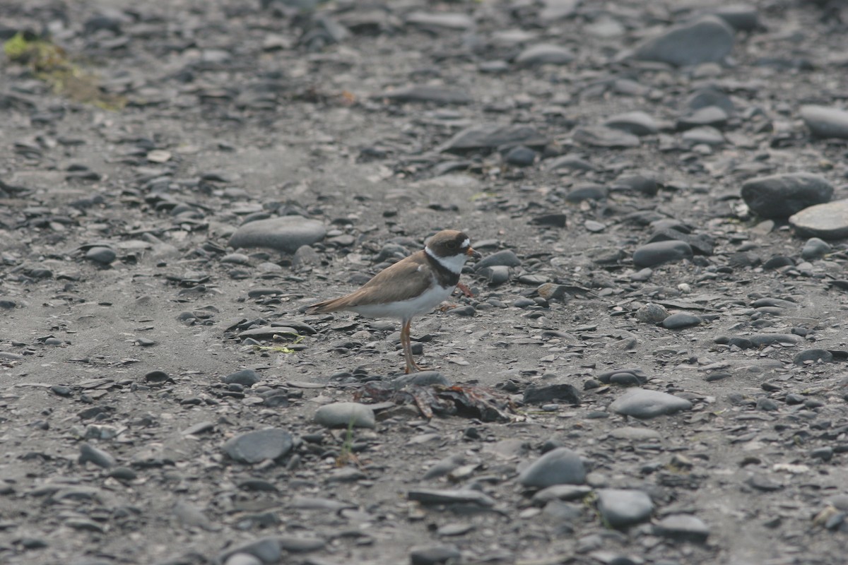 Semipalmated Plover - ML138655151