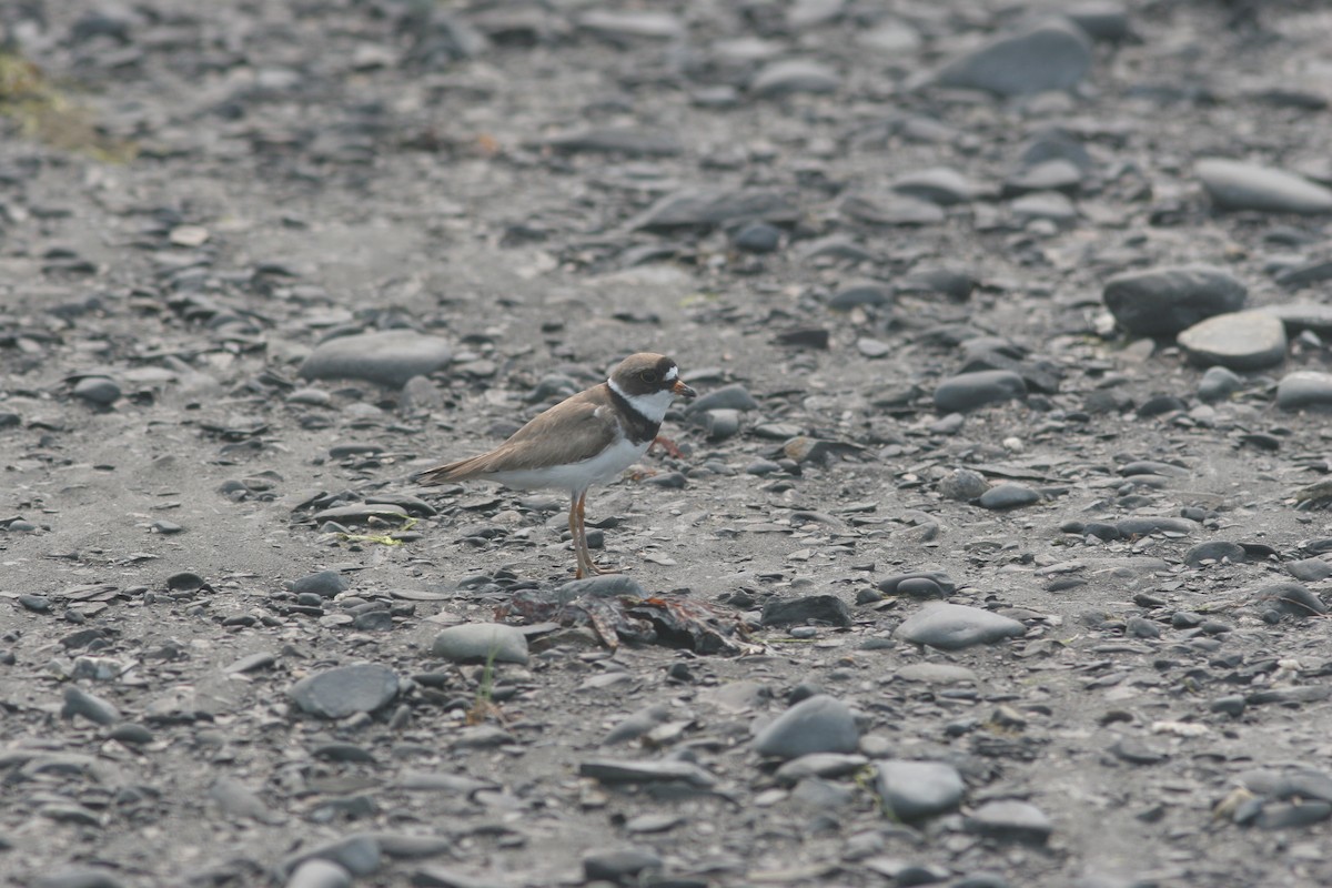 Semipalmated Plover - ML138655161