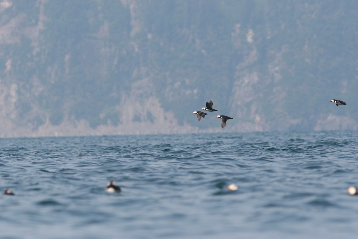 Horned Puffin - ML138655701