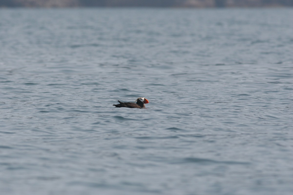 Tufted Puffin - ML138655911