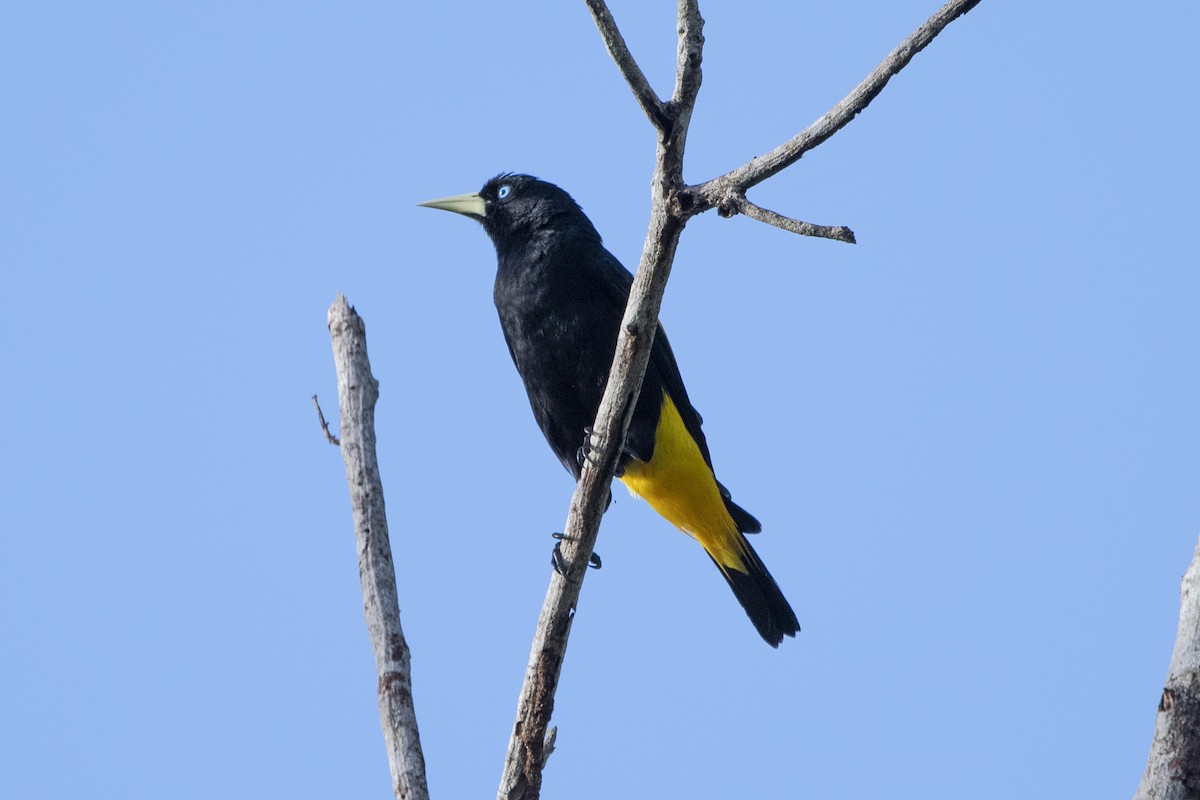 Yellow-rumped Cacique - ML138658511