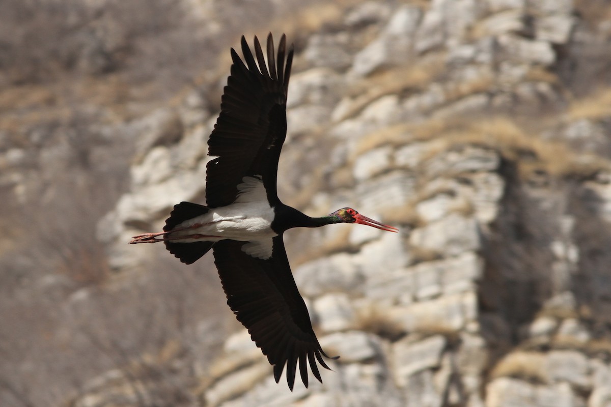 Black Stork - Cheng Qian