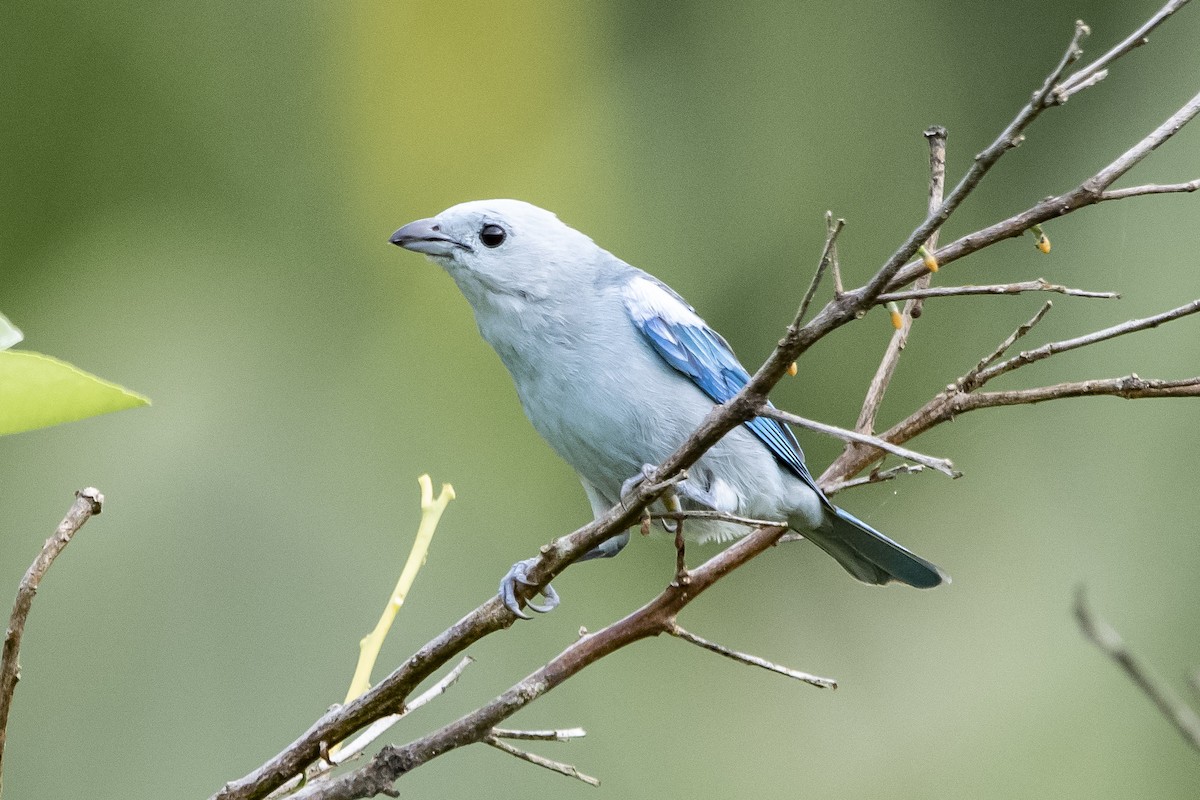 Blue-gray Tanager - ML138659131