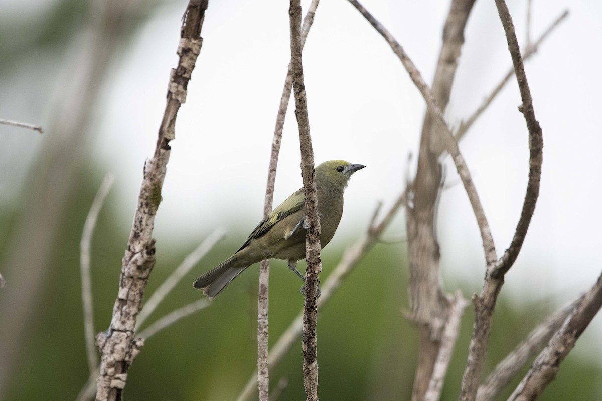 Palm Tanager - ML138659231