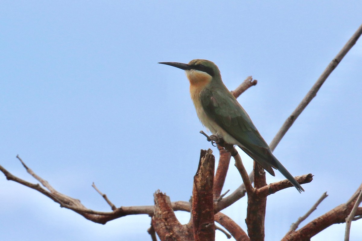Blue-tailed Bee-eater - Jens Toettrup