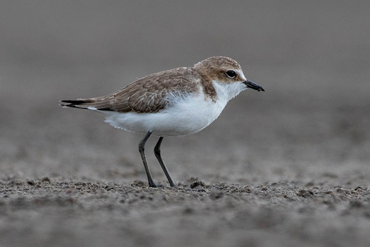 Red-capped Plover - ML138659961