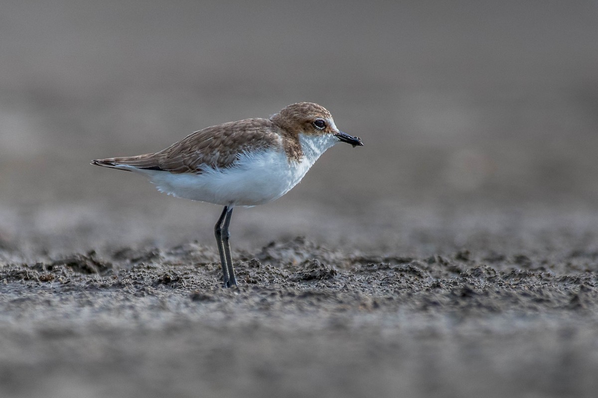 Red-capped Plover - ML138659991